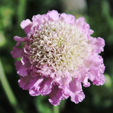 Scabiosa 'Pink Mist'