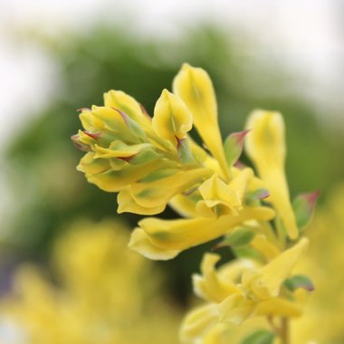 Corydalis 'Canary Feathers'