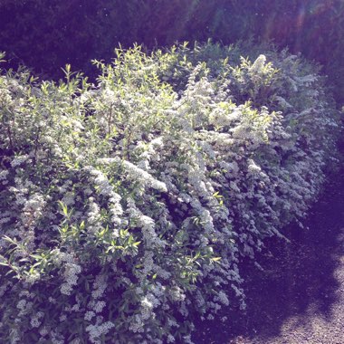 Spiraea 'Arguta' syn. Spiraea x arguta