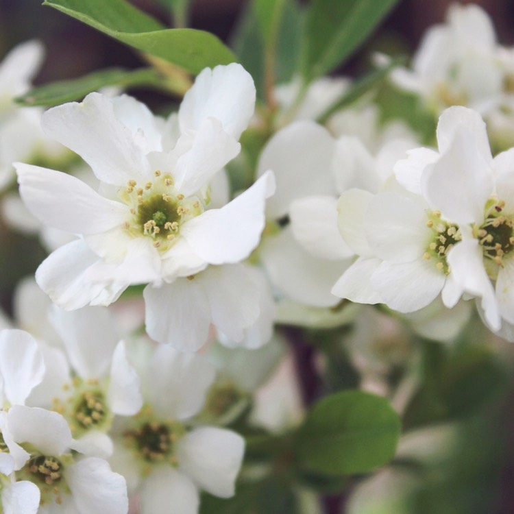 Plant image Exochorda racemosa 'Niagara'