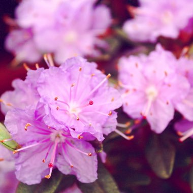 Rhododendron 'Ramapo'