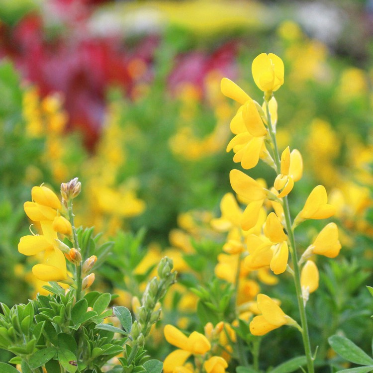 Plant image Cytisus racemosus syn. Genista racemosa