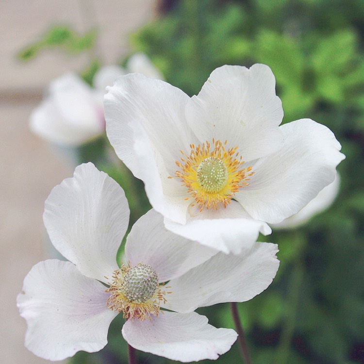 Plant image Anemone sylvestris