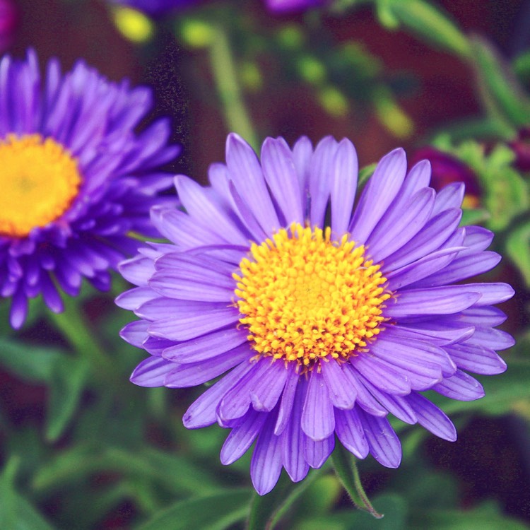 Plant image Aster Violetta