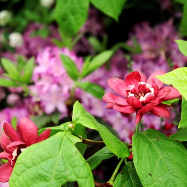 Calycanthus x raulstonii 'Hartlage Wine' syn. Sinocalycanthus raulstonii 'Hartlage Wine'