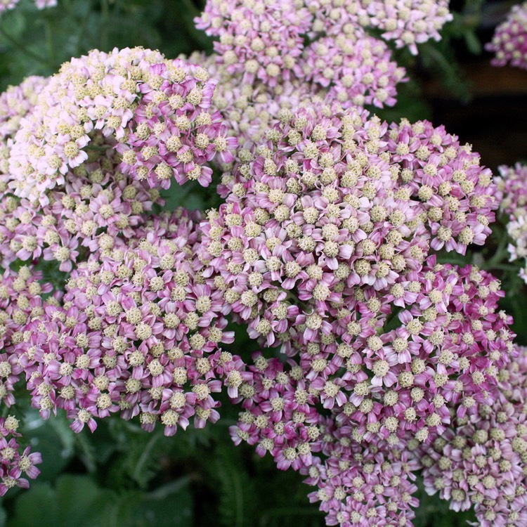 Plant image Achillea 'Desert Eve' series