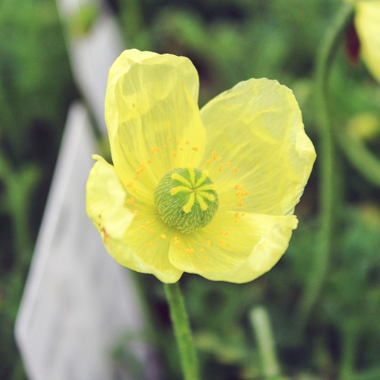 Plant image Papaver 'Moondance' syn. Papaver miyabeanum 'Moondance'