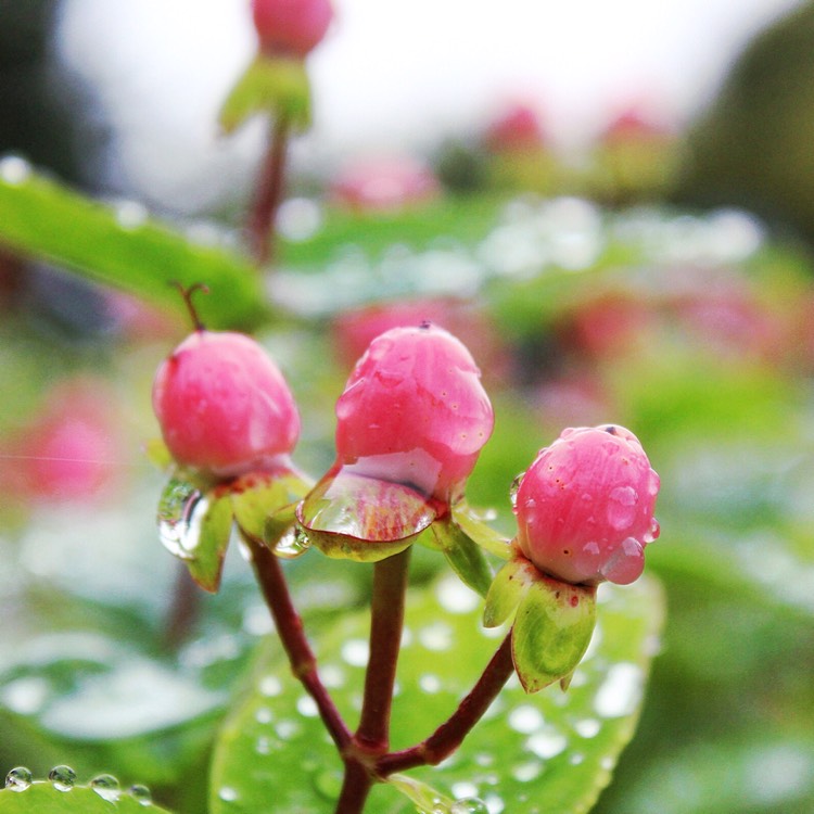 Plant image Hypericum Miracle Blossom