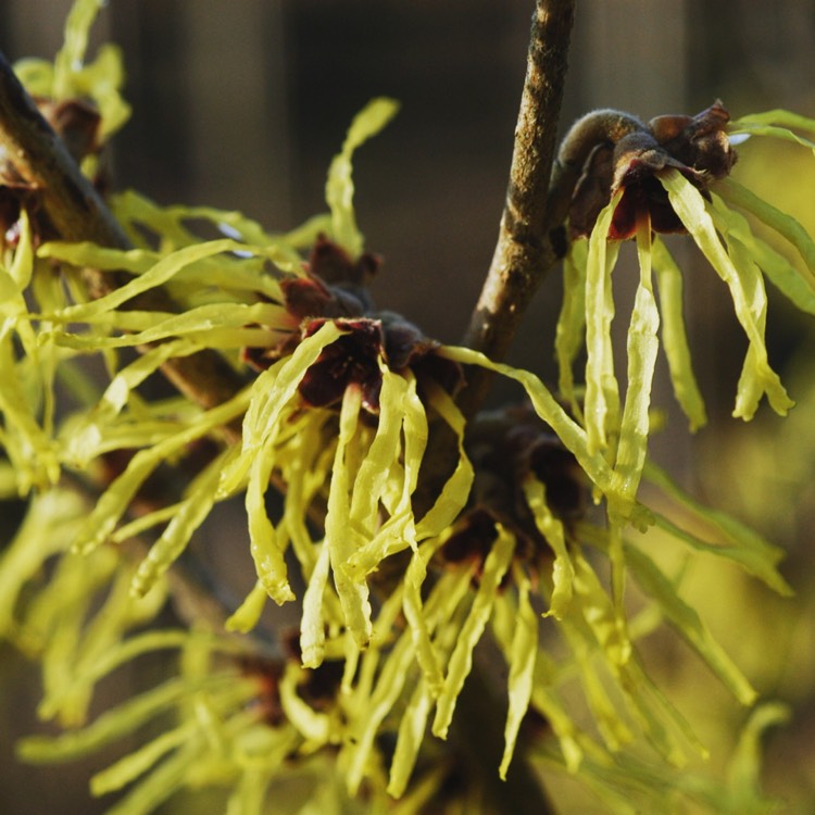 Plant image Hamamelis x intermedia 'Pallida'