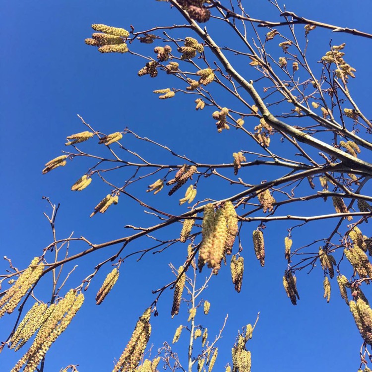 Plant image Alnus glutinosa