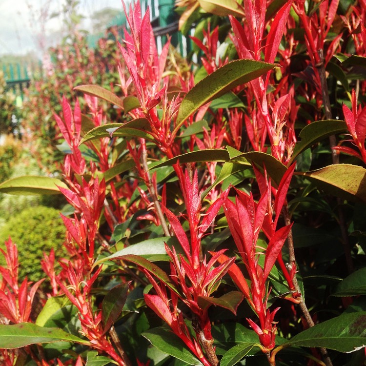 Plant image Photinia x fraseri 'Carre Rouge'