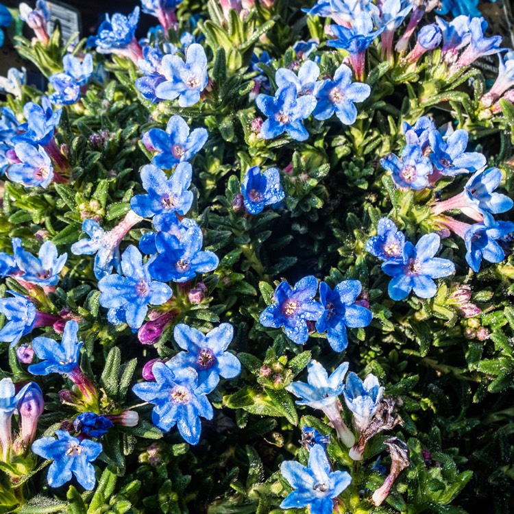 Plant image Lithodora diffusa 'Heavenly Blue' syn. Lithospermum diffusum 'Heavenly Blue' ; Lithospermum 'Heavenly Blue'