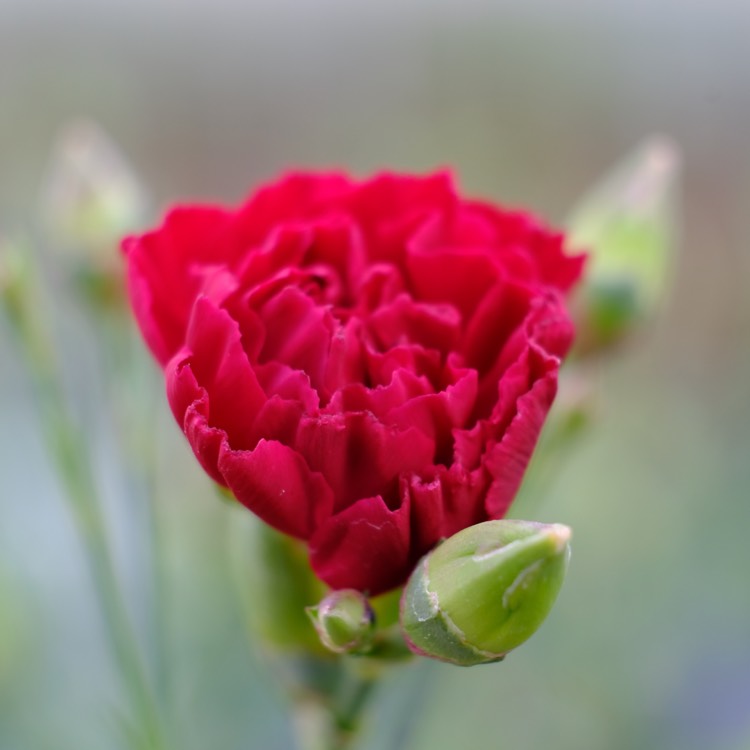 Plant image Dianthus 'Passion'