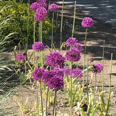 Allium