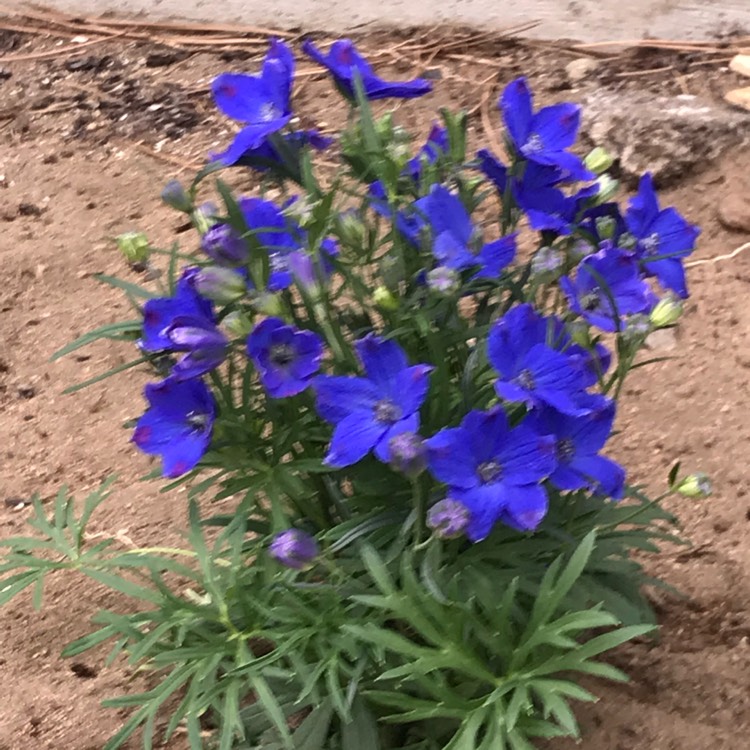 Plant image Delphinium chinensis 'Blue Butterfly'