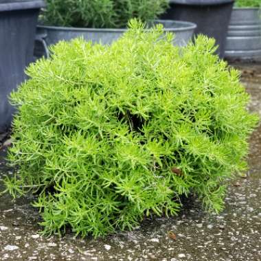 Sedum Mexicanum 'Lemon Ball'