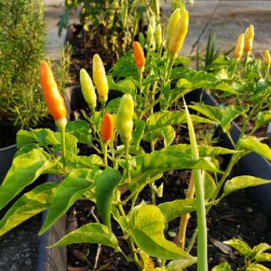 Capsicum Annuum 'Tabasco'