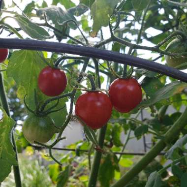 Solanum Lycopersicum var. cerasiforme 'Supersweet 100'