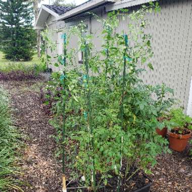 Solanum Lycopersicum var. cerasiforme 'Supersweet 100'