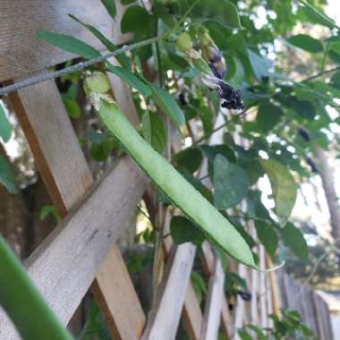 Clitoria ternatea