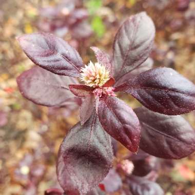 Alternanthera 'Little Ruby'