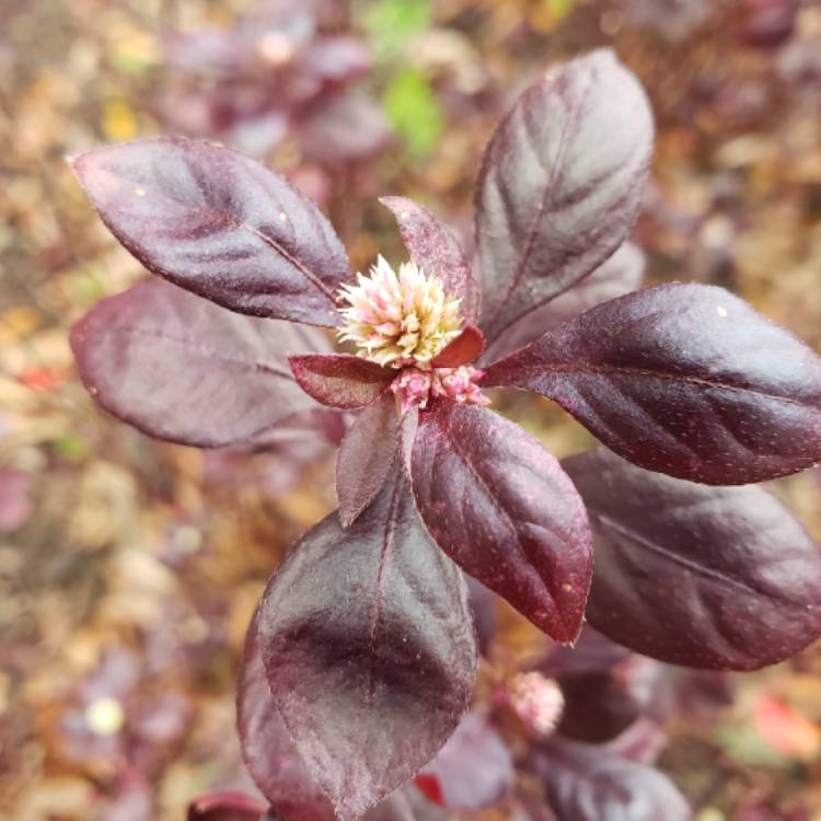 Plant image Alternanthera 'Little Ruby'