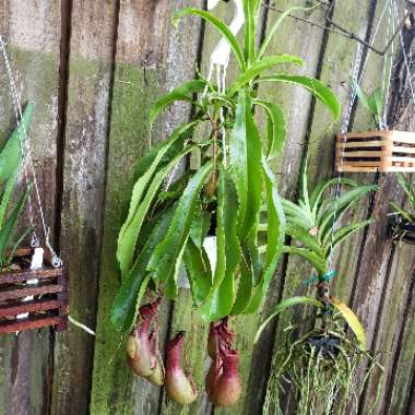 Nepenthes