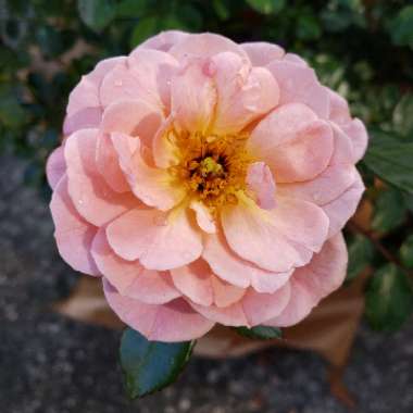 Rosa 'Meimirrote' syn. Rosa 'Apricot Drift'