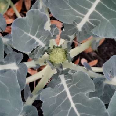 Brassica oleracea (Italica Group)