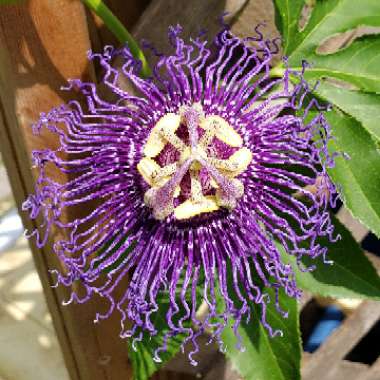 Passiflora Incarnata