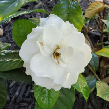 Gardenia