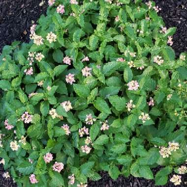 Lantana undulata