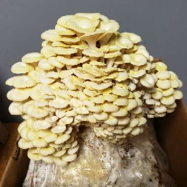 Pleurotus Ostreatus