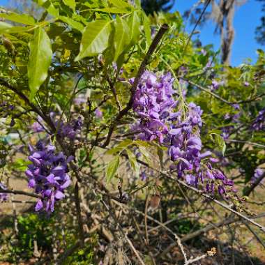 Wisteria frutescens 'Amethyst Falls'