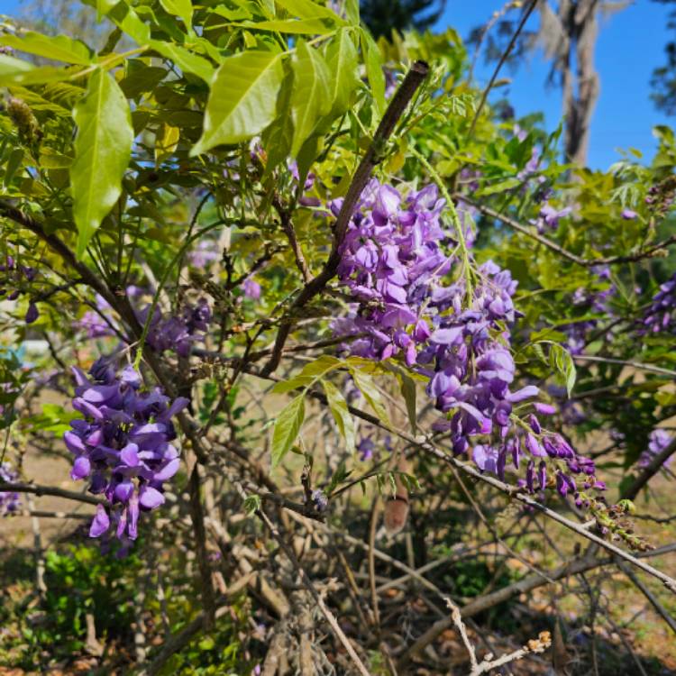 Plant image Wisteria frutescens 'Amethyst Falls'