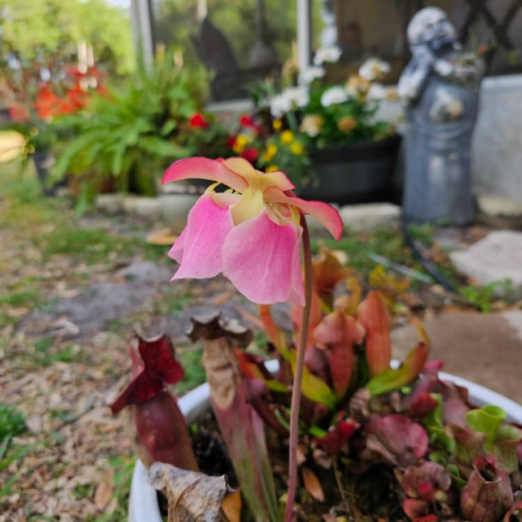 Plant image Sarracenia