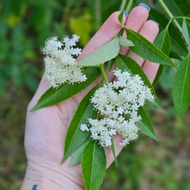 Sambucus nigra