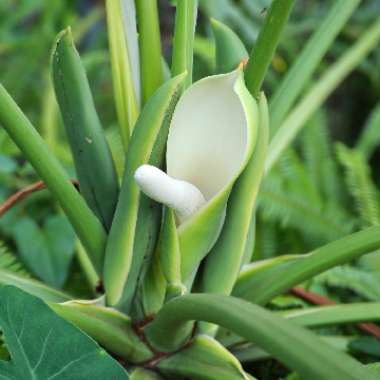 Thaumatophyllum bipinnatifidum syn. Philodendron bipinnatifidum, Philodendron selloum