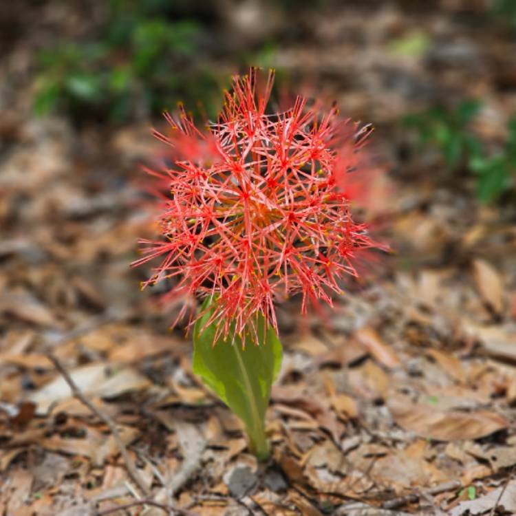 Plant image Scadoxus