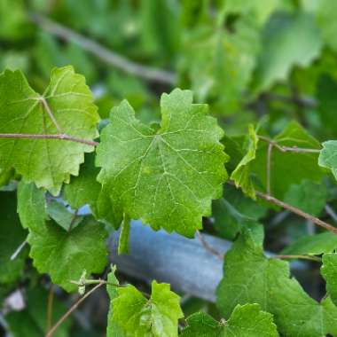 Vitis rotundifolia