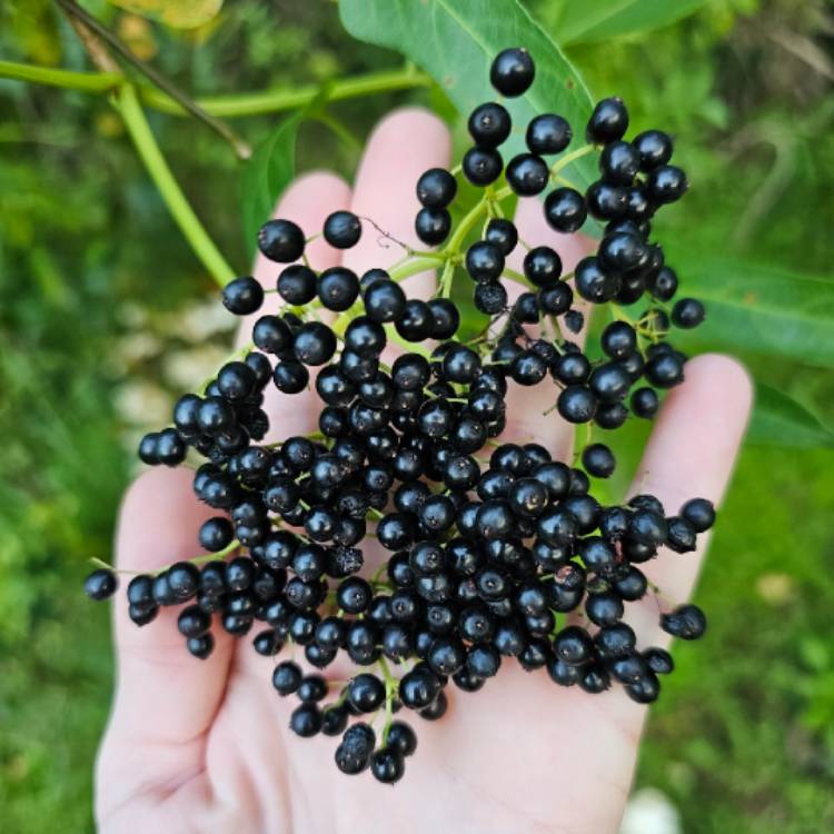 Plant image Sambucus nigra