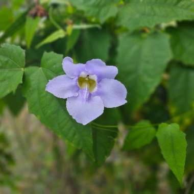 Thunbergia grandiflora