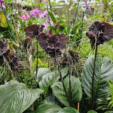 Tacca chantrieri