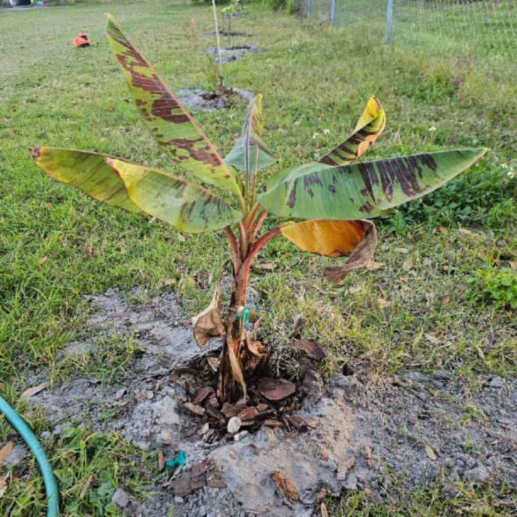 Plant image Musa sumatrana x cross (Zebrina x Gran Nain)