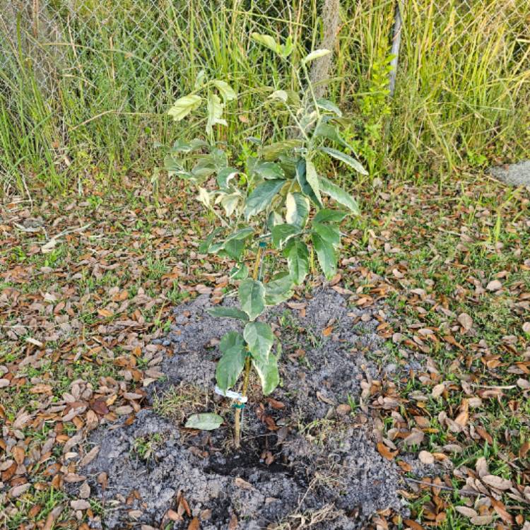 Plant image Citrus limon 'Variegated Pink'