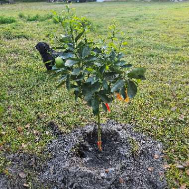 Citrus sinensis 'Cara Cara'