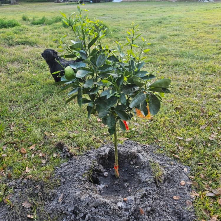 Plant image Citrus sinensis 'Cara Cara'