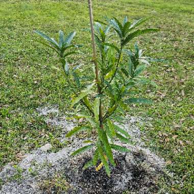 Mangifera indica 'Glenn'