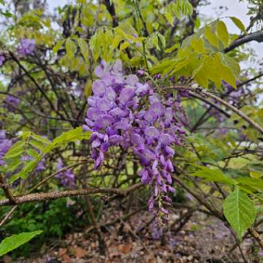 American Wisteria