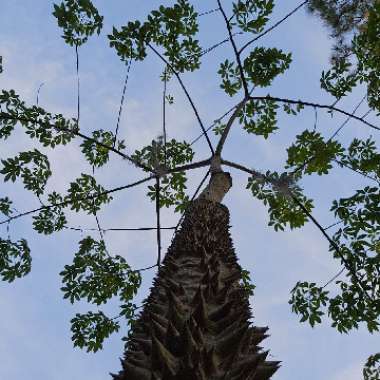 Silk Floss Tree